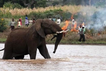 লামায় হাতির আক্রমণে বৃদ্ধের মৃত্যু  