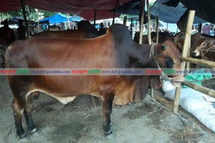 বাংলাদেশের গরুতে আগ্রহী তুরস্ক