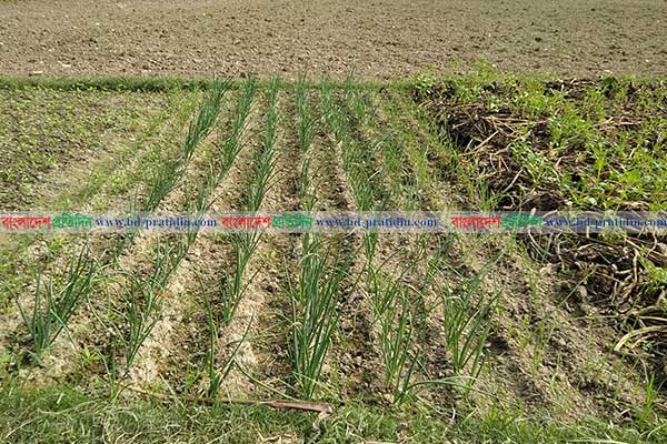 এবার পিয়াজের বীজে আগুন, কেজি ২ হাজার টাকা