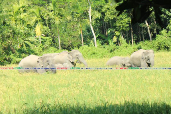 বোয়ালখালীর লোকালয়ে বন্যহাতির পাল, জনমনে আতঙ্ক