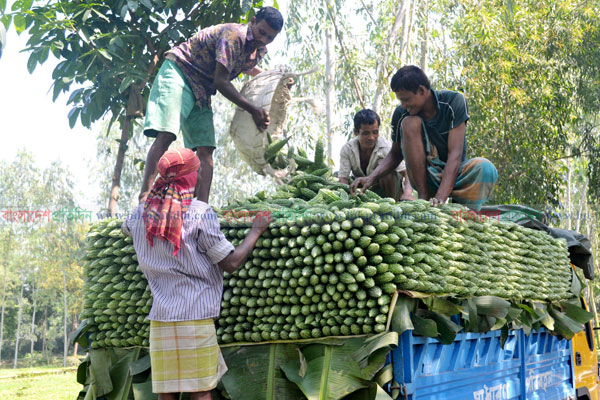ঠাকুরগাঁও এখন সবজির জেলা 