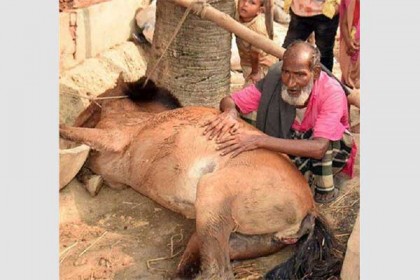বগুড়ায় ঘোড়াকে হত্যার অভিযোগ, মৃত্যুর কারণ জানতে ময়নাতদন্ত!