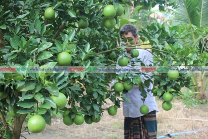 পার্বত্যাঞ্চলে মাল্টার বাম্পার ফলন