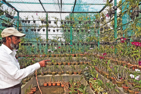 উদ্ভিদ উদ্যানের সুফল মিলছে না