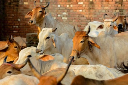ভারতে গরুর জন্য শীতের পোশাক দেয়ার সিদ্ধান্ত 