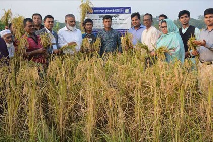 বরিশালে বিনা (১১) ধান কর্তন উপলক্ষে মাঠ দিবসের আলোচনা সভা অনুষ্ঠিত