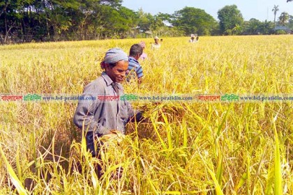 উপকূলে চলছে ধান কাটার মহোৎসব 