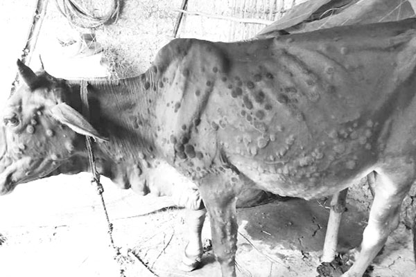 ‘ল্যাম্পি স্কিন’ রোগে আক্রান্ত হচ্ছে গরু, আতঙ্কিত খামারিরা