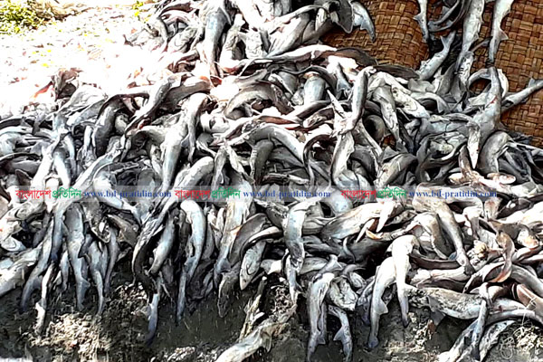 ৪০ মণ ডলফিন ও হাঙ্গরের বাচ্চাসহ পাচারকারী আটক