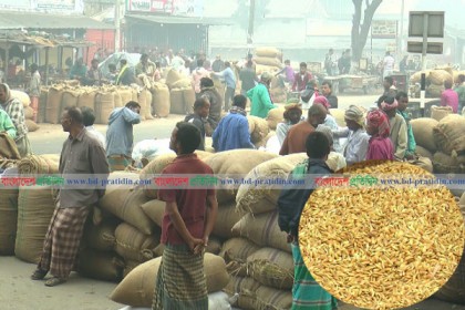 সরকারিভাবে ক্রয় শুরু না হওয়ায় লোকসানে ধান বিক্রি করছে কৃষক