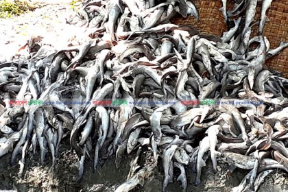 ৪০ মণ ডলফিন ও হাঙ্গরের বাচ্চাসহ পাচারকারী আটক