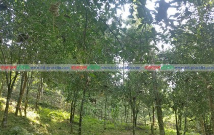 পাহাড়ে কমলা চাষ 
