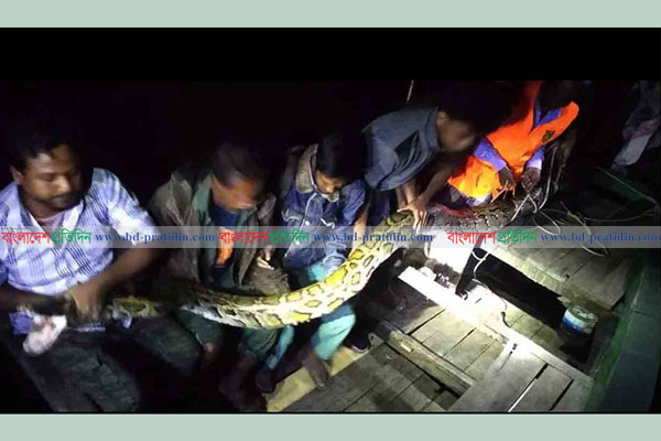 লোকালয়ে আটক ২ মণ ওজনের অজগর সুন্দরবনে অবমুক্ত