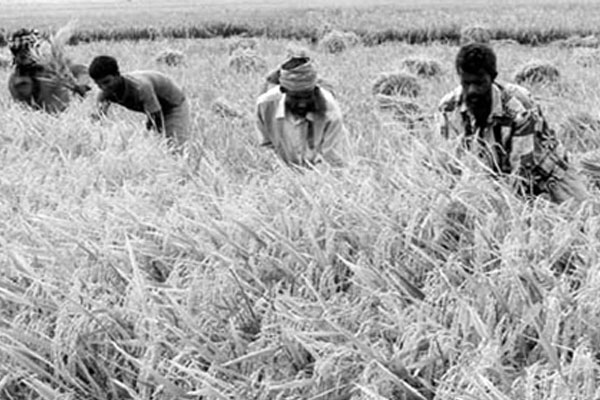 মৌলভীবাজার কৃষি বিভাগ জনবল সংকটে