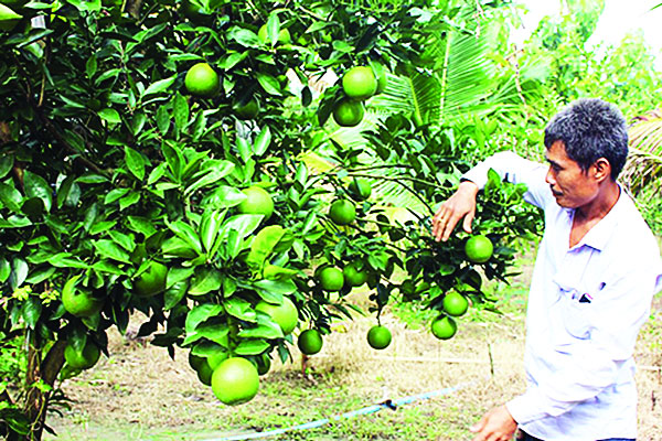 পাহাড়ে মাল্টার বাম্পার ফলন