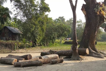 কর্তৃপক্ষের অনুমতি ছাড়াই লক্ষাধিক টাকার গাছ কেটেছেন প্রধান শিক্ষক! 