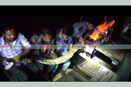 লোকালয়ে আটক ২ মণ ওজনের অজগর সুন্দরবনে অবমুক্ত