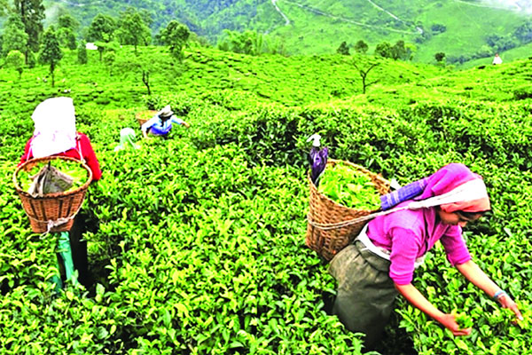 চা বাগানে সৌন্দর্যের আড়ালে মাদক