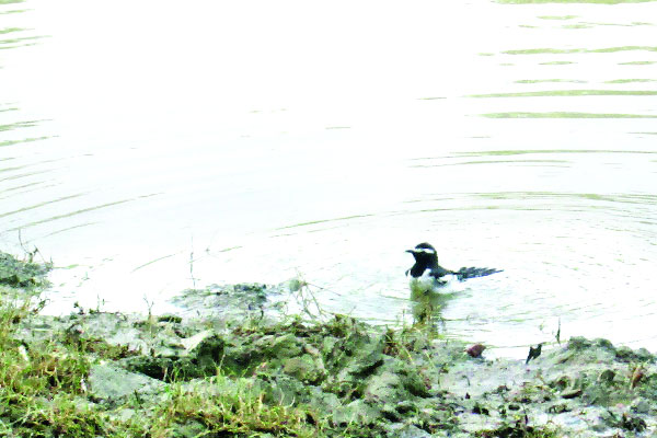 দুর্লভ কালাপিঠ চেরালেজি
