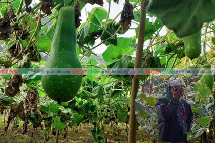 সিম আর লাউয়ের মাচায় বোনা স্বপ্ন লুট করেছে দুর্বৃত্তরা