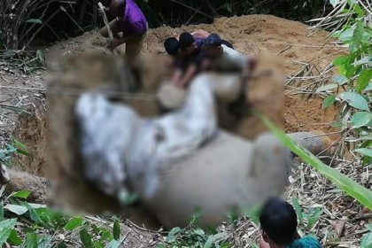 লামায় এক মাসে ৩ হাতির মৃত্যু 