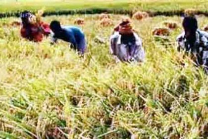 হবিগঞ্জে হাওরে আমন ধানের বাম্পার ফলন 