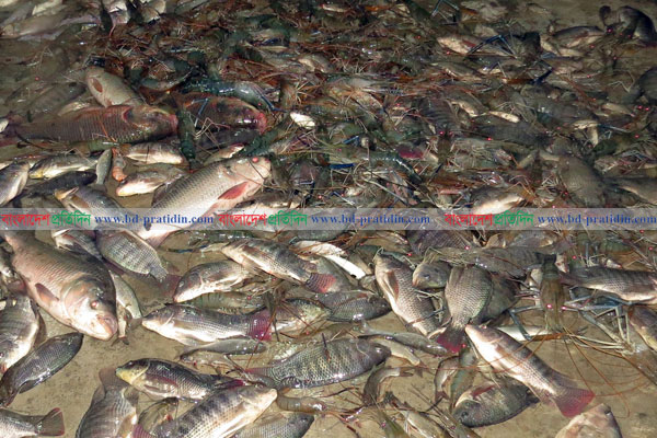 মৎস্য ঘেরে বিষ প্রয়োগ, ২ পক্ষের ধাওয়া-পাল্টা ধাওয়া