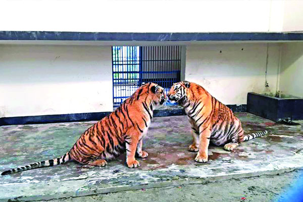 চিড়িয়াখানায় বাঘ-বাঘিনীর প্রেম