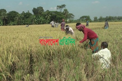 নেত্রকোনায় পুরোদমে চলছে ধান কাটা উৎসব