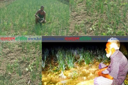পিয়াজ চুরি ঠেকাতে রাত জেগে ক্ষেত পাহারা!