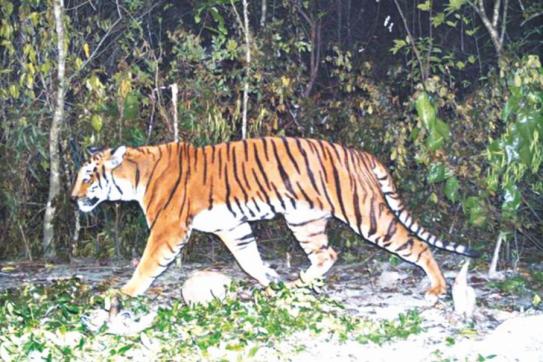 ৮০৭ মাইল পথ পাড়ি দিয়ে রেকর্ড সৃষ্টি বাঘের