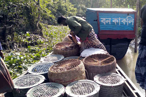 সুন্দরবন থেকে জব্দ শিলা কাঁকড়া অবমুক্ত