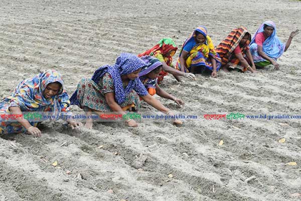 তিস্তার চরাঞ্চলে আগাম আলু চাষে ফিরেছে প্রাণচাঞ্চল্য