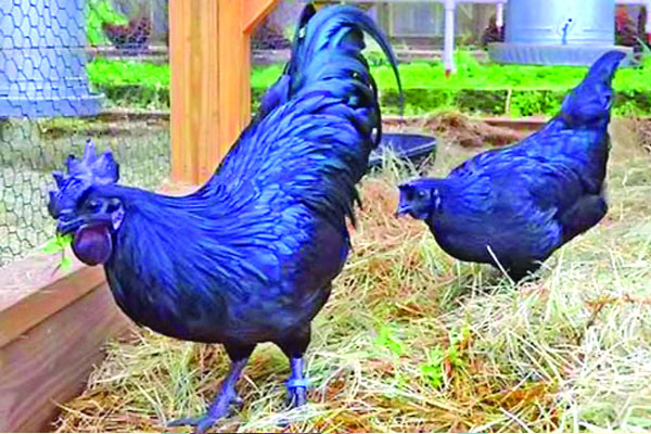 পুষ্টিগুণে কালো মুরগি কাদাকনাথ