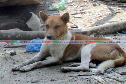 কলাপাড়ায় কুকুরের কামড়ে ৮ জন আহত