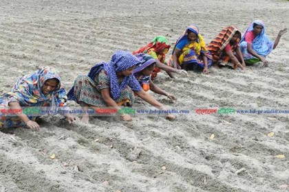 তিস্তার চরাঞ্চলে আগাম আলু চাষে ফিরেছে প্রাণচাঞ্চল্য