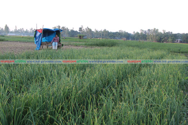 চুরি রোধে বগুড়ায় রাত জেগে পিয়াজ ক্ষেত পাহারায় কৃষক