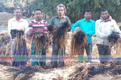 বীরগঞ্জে ১২ বিঘা জমির কাটা ধানে দুর্বৃত্তের আগুন