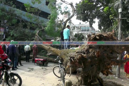 রংপুরে সড়কে শতবর্ষী গাছ উপড়ে ১০ জন আহত 