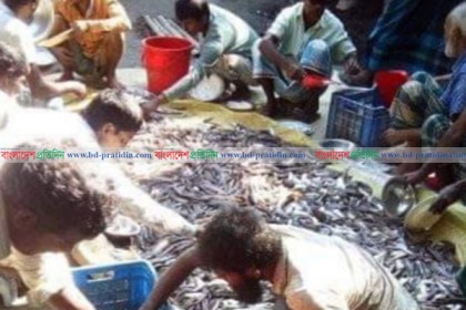 ময়মনসিংহে পুকুরে বিষ ঢেলে লক্ষাধিক টাকার মাছ নিধন
