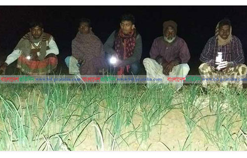 চাঁপাইনবাবগঞ্জে রাত জেগে পিয়াজ ক্ষেত পাহারায় কৃষকরা
