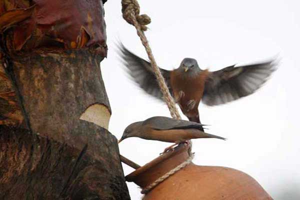 খেজুরের কাঁচা রস না খাওয়ার পরামর্শ আইইডিসিআর'র