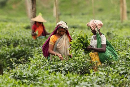 ১৬৬ বছরের ইতিহাসে দেশে চা উৎপাদনে রেকর্ড!