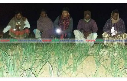 চাঁপাইনবাবগঞ্জে রাত জেগে পিয়াজ ক্ষেত পাহারায় কৃষকরা