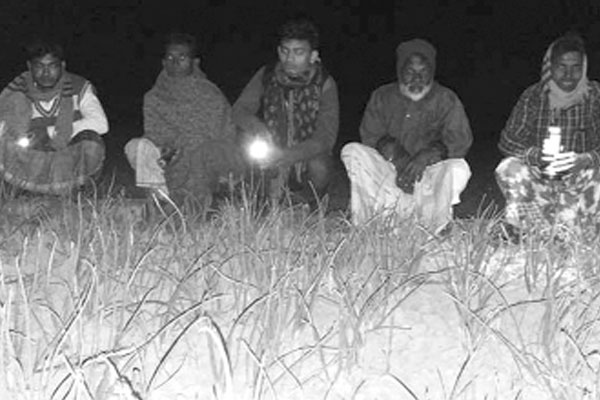 রাত জেগে পিয়াজ খেত পাহারা