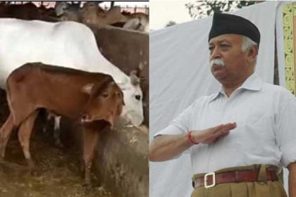 গরু লালন-পালনে অপরাধ প্রবণতা কমে : আরএসএস প্রধান