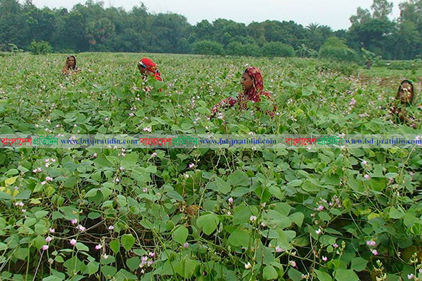 নওগাঁয় সবজি চাষে ঝুঁকছেন কৃষকেরা