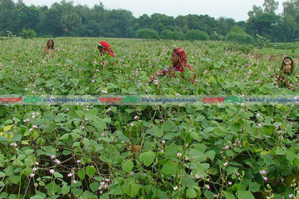 নওগাঁয় সবজি চাষে ঝুঁকছেন কৃষকেরা