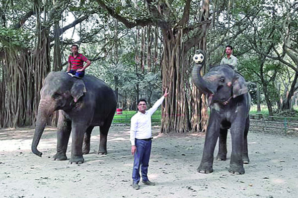 চিড়িয়াখানায় হাতি খেলছে ফুটবল কদিন পর খেলবে বাস্কেটবল