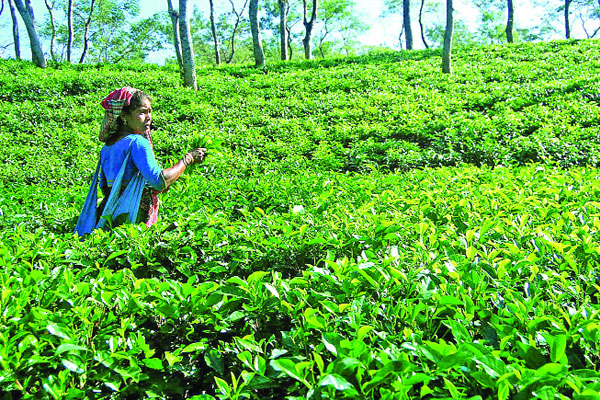চা উৎপাদনে ভঙ্গ হতে চলেছে ১৬৬ বছরের রেকর্ড